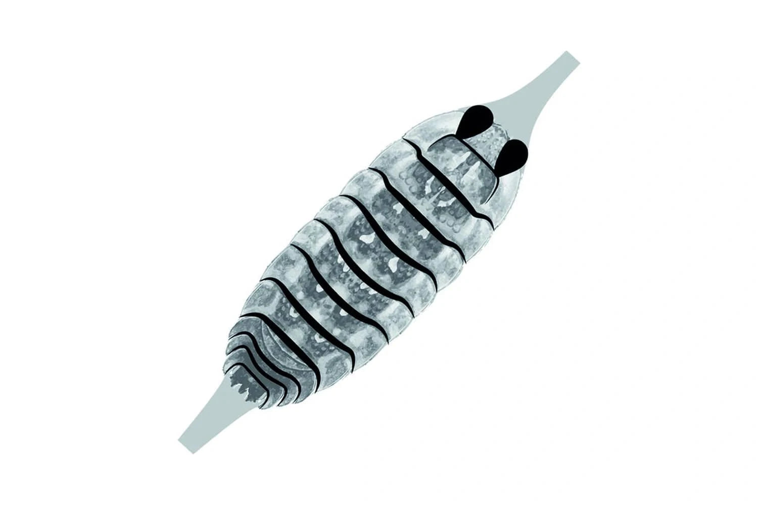 Pro Sportfisher Gammarus Saltwater Shellback