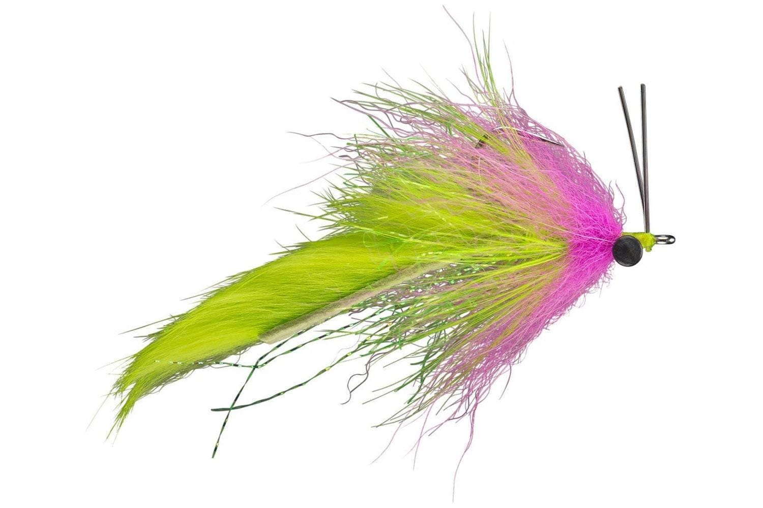 Boyle's Swamp Fox Fly