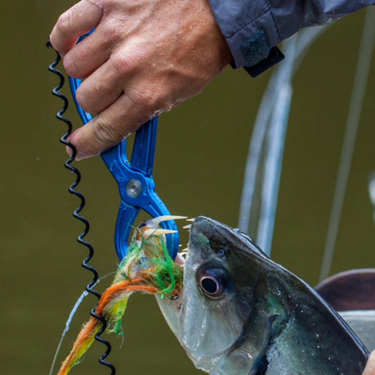Blue aluminum fish lip grip holding a silver fish with sharp teeth and a green-orange fly lure, angler's hand gripping the