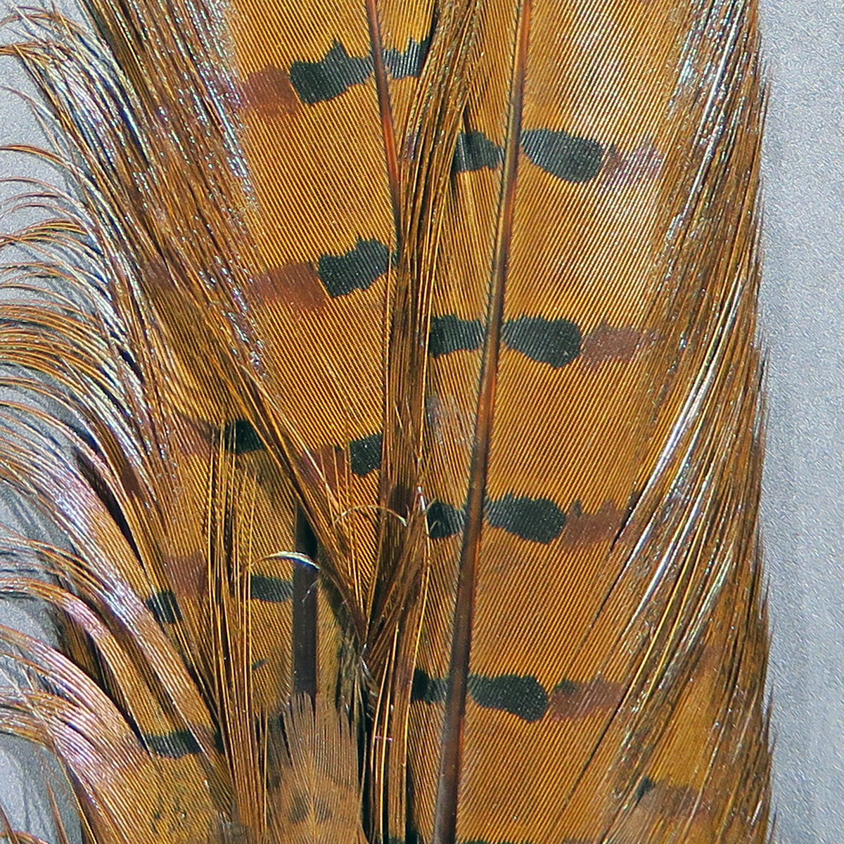 Hareline Dyed Ringneck Pheasant Tail Clump