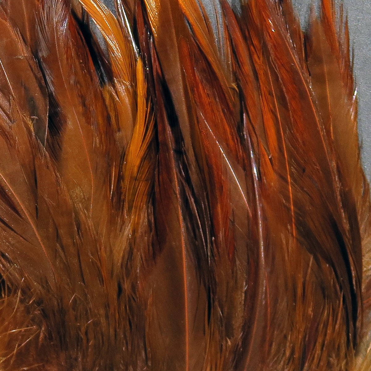 Hareline Strung Saddle Hackle