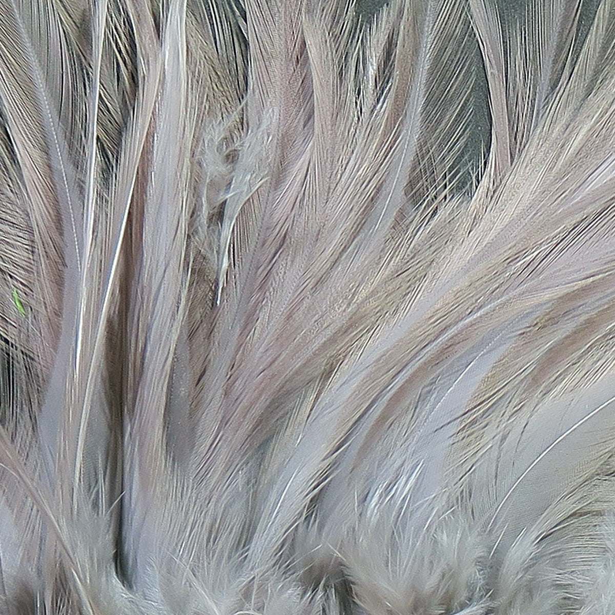 Hareline Strung Saddle Hackle