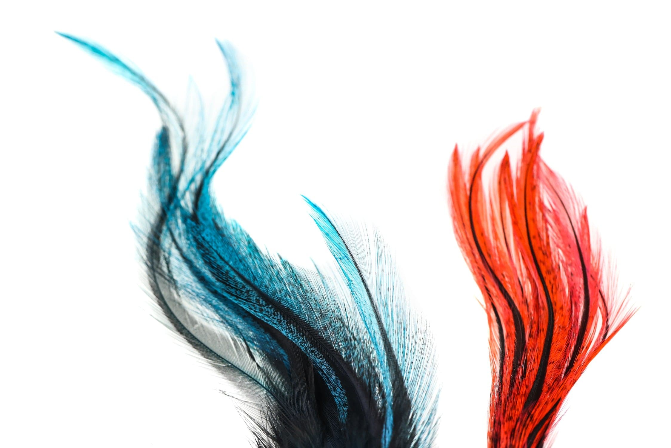 Spirit River UV2 Coq De Leon Predigon Fire Tail Feathers
