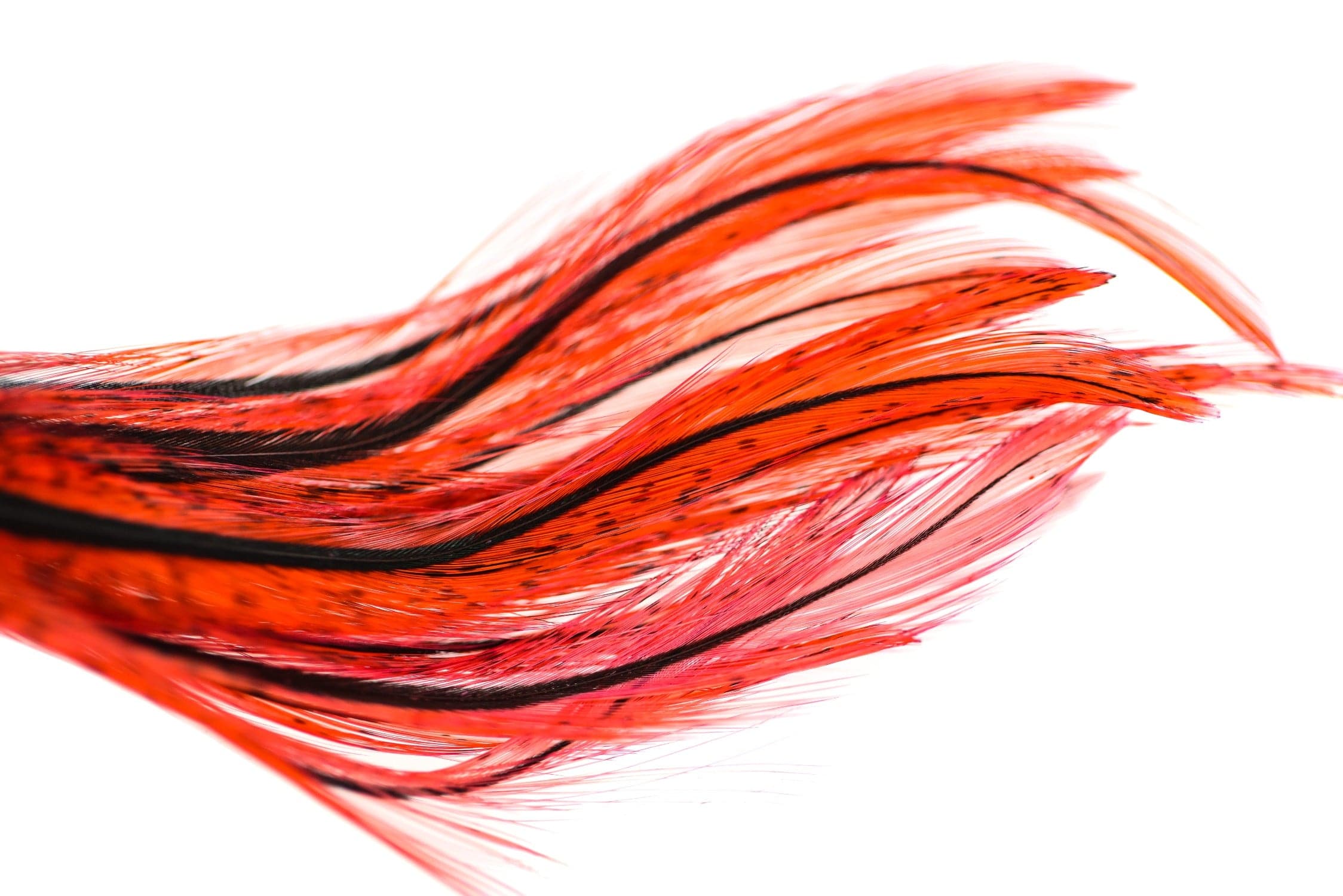 Spirit River UV2 Coq De Leon Predigon Fire Tail Feathers