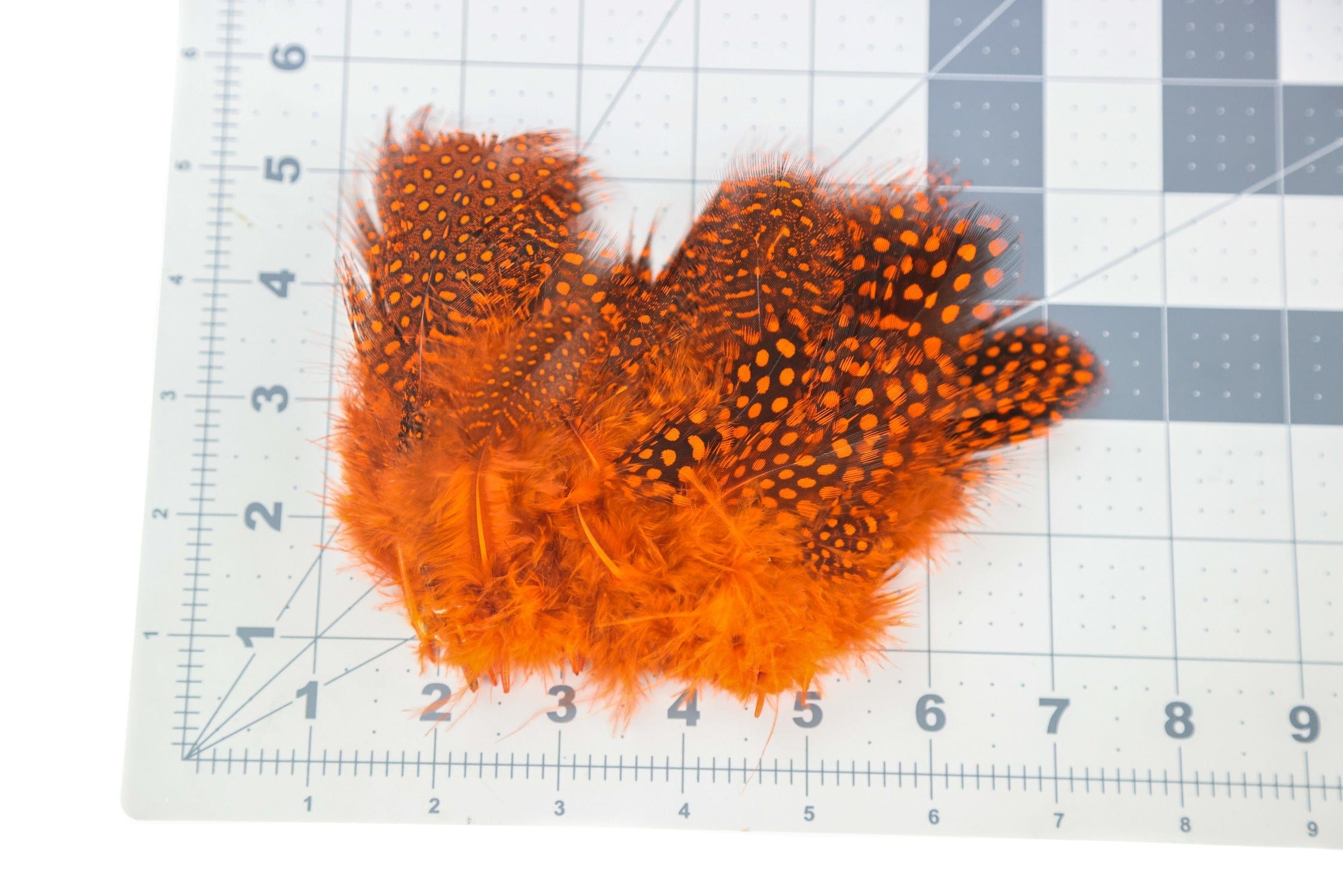 Spirit River UV2 Large Eyed Guinea Feathers