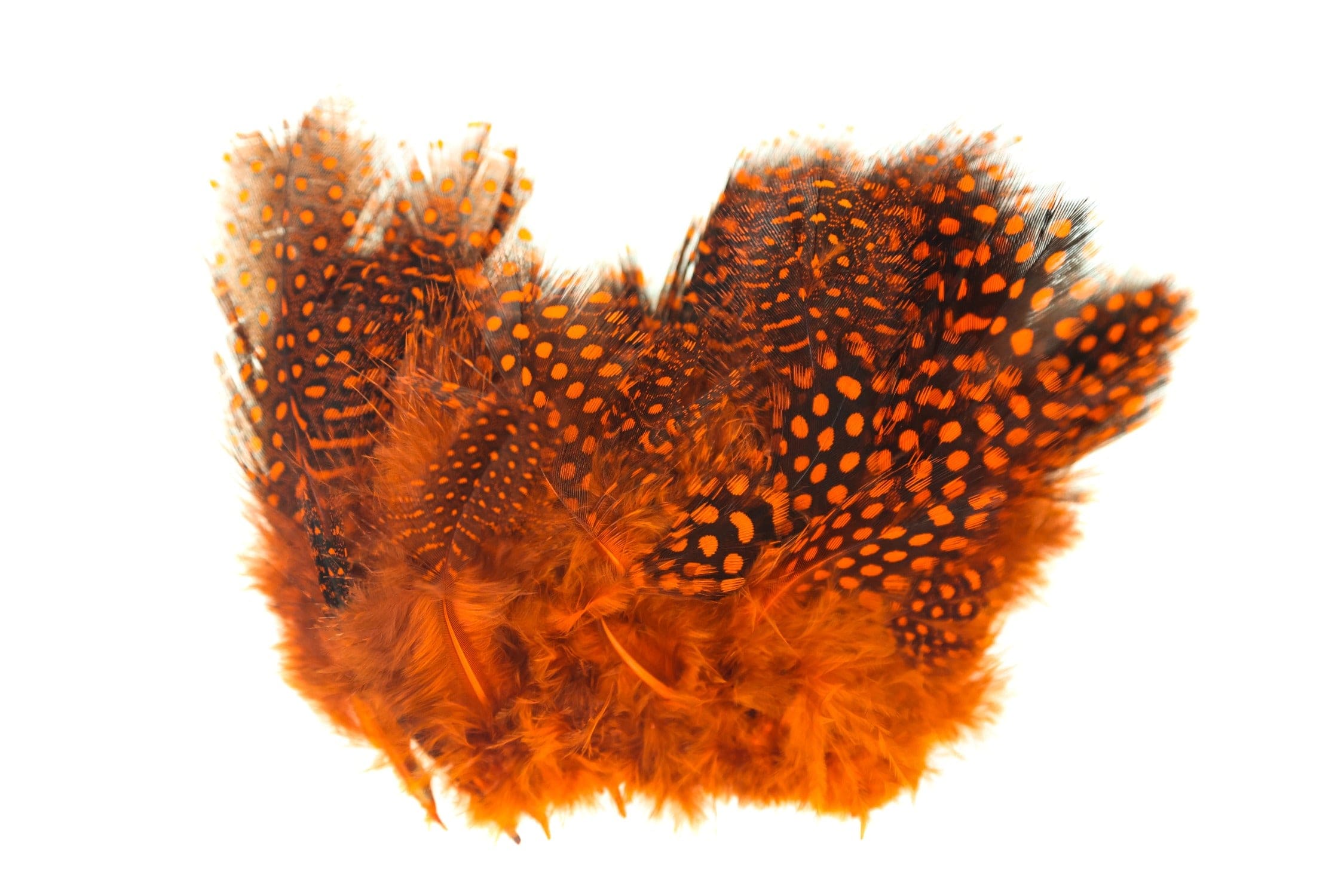 Spirit River UV2 Large Eyed Guinea Feathers