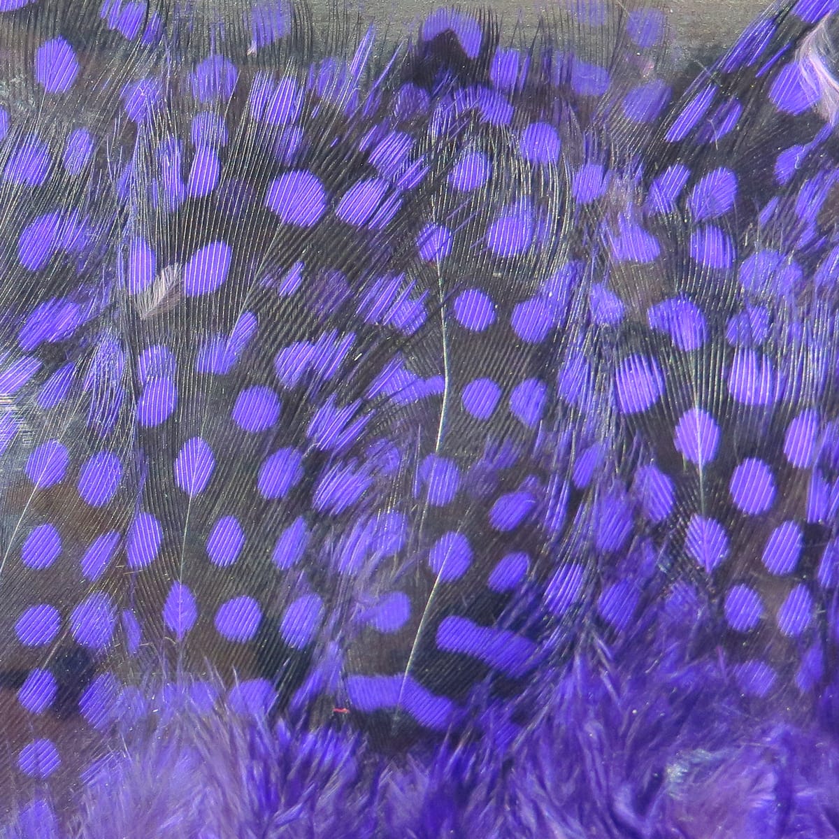 Spirit River UV2 Large Eyed Guinea Feathers
