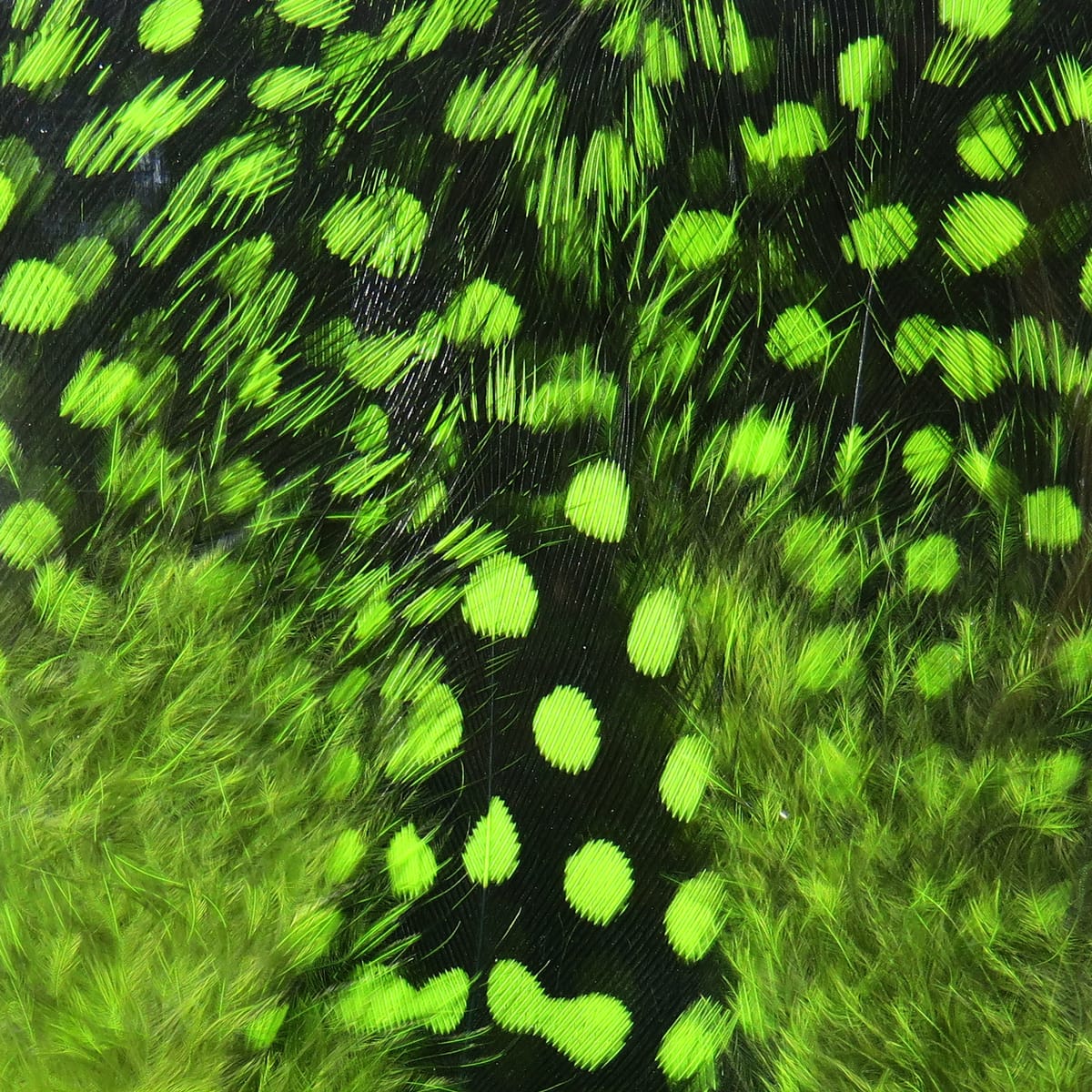 Spirit River UV2 Large Eyed Guinea Feathers