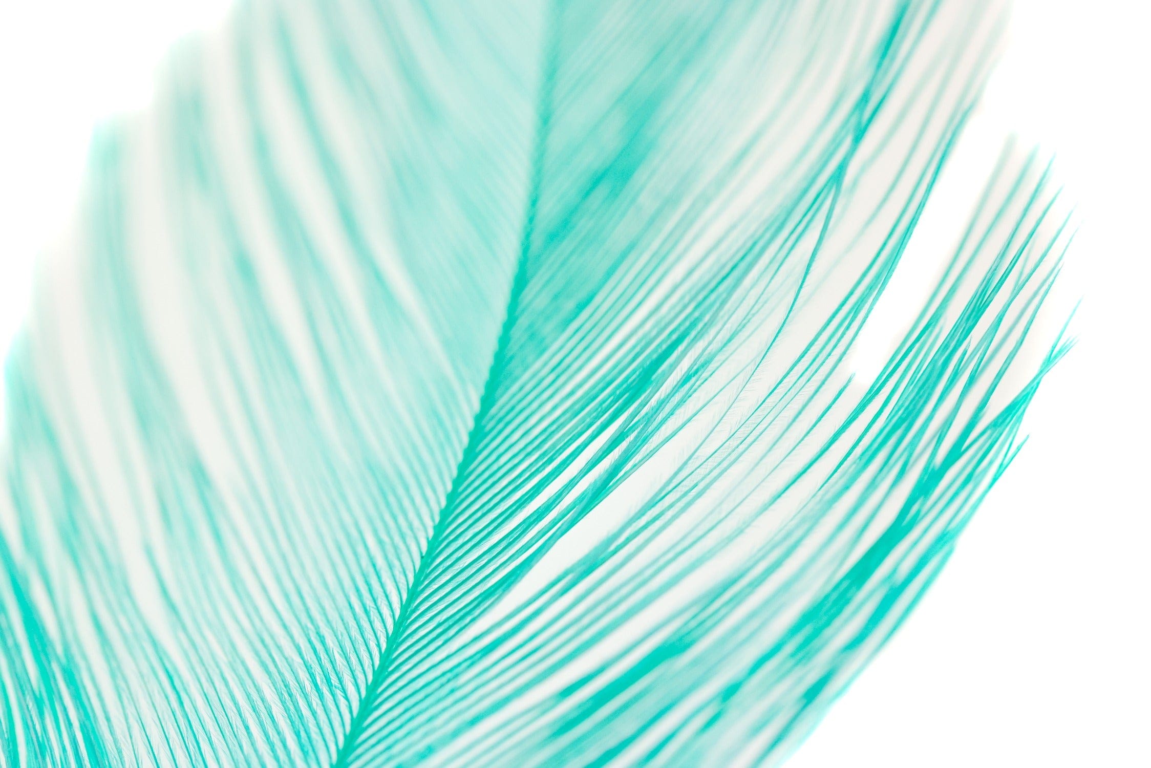 Spirit River UV2 Raptor Hackle
