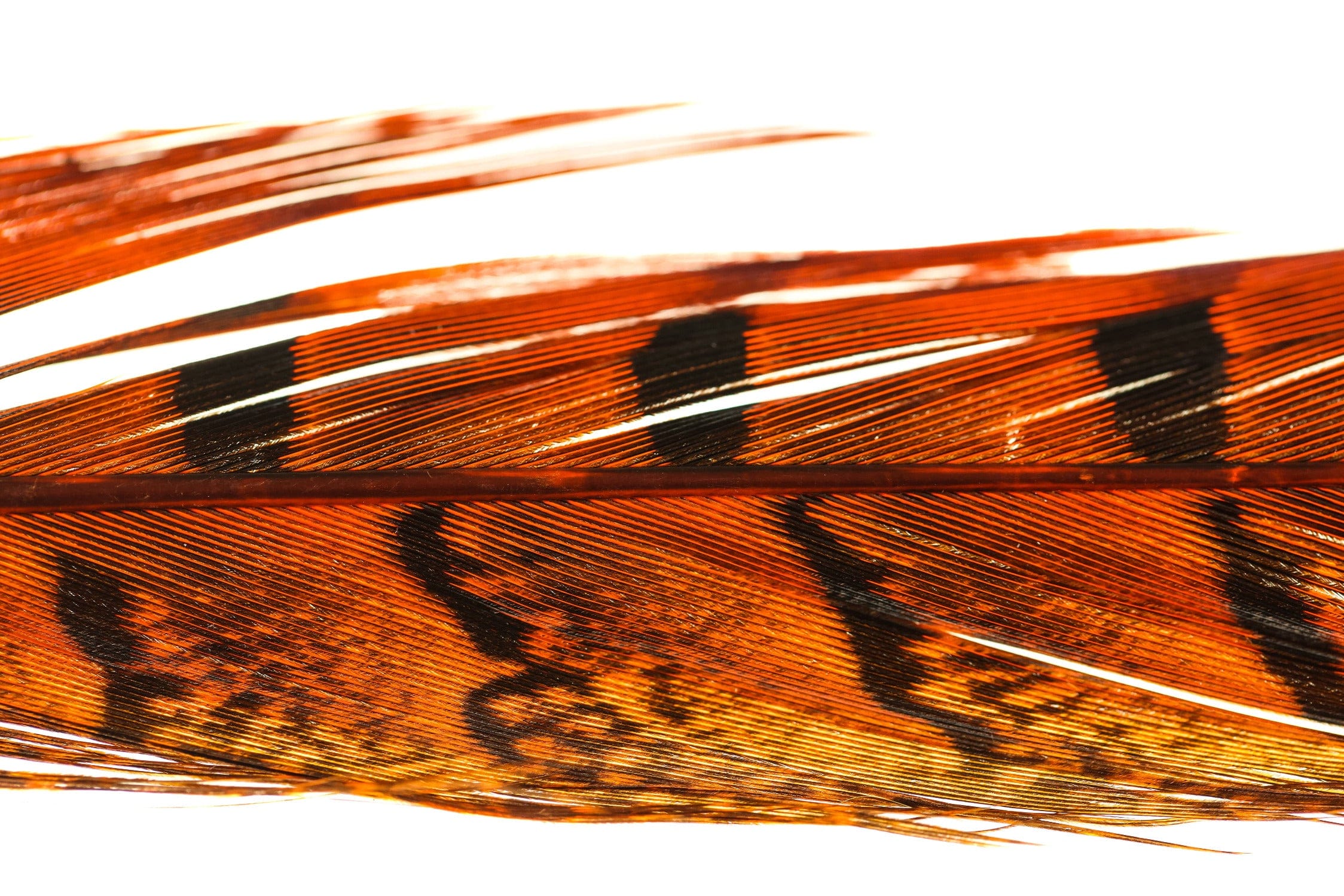 Spirit River UV2 Ringneck Pheasant Tail