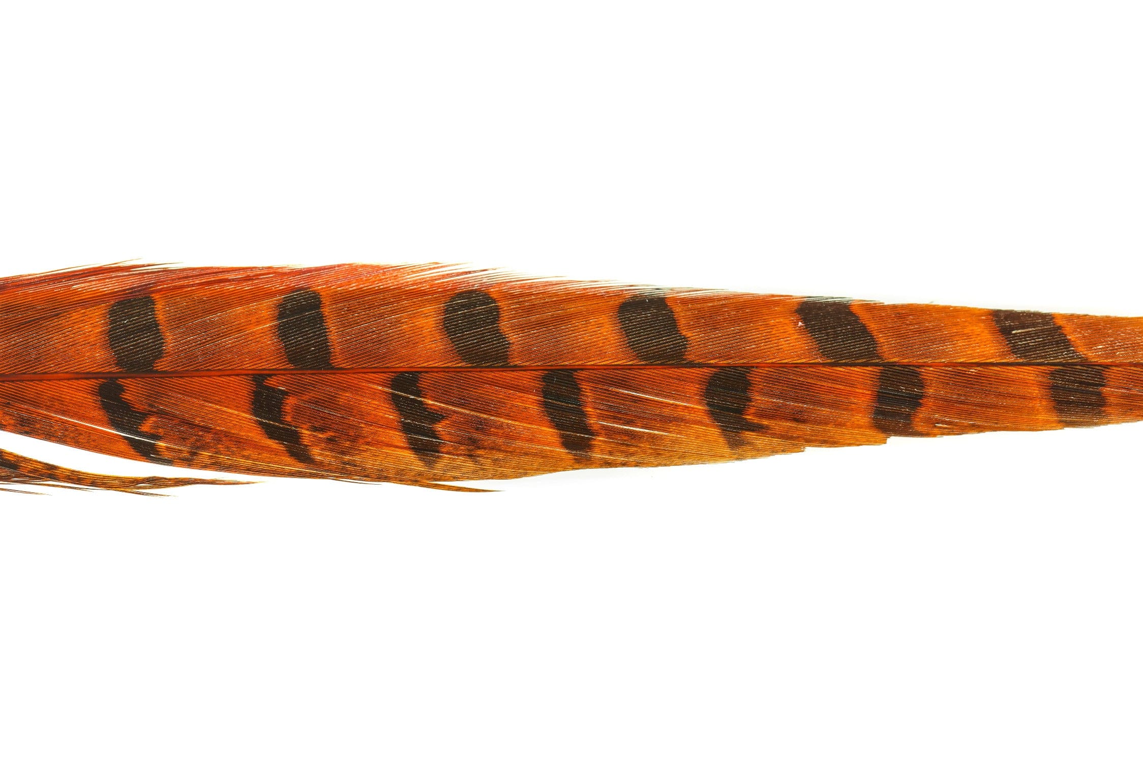 Spirit River UV2 Ringneck Pheasant Tail