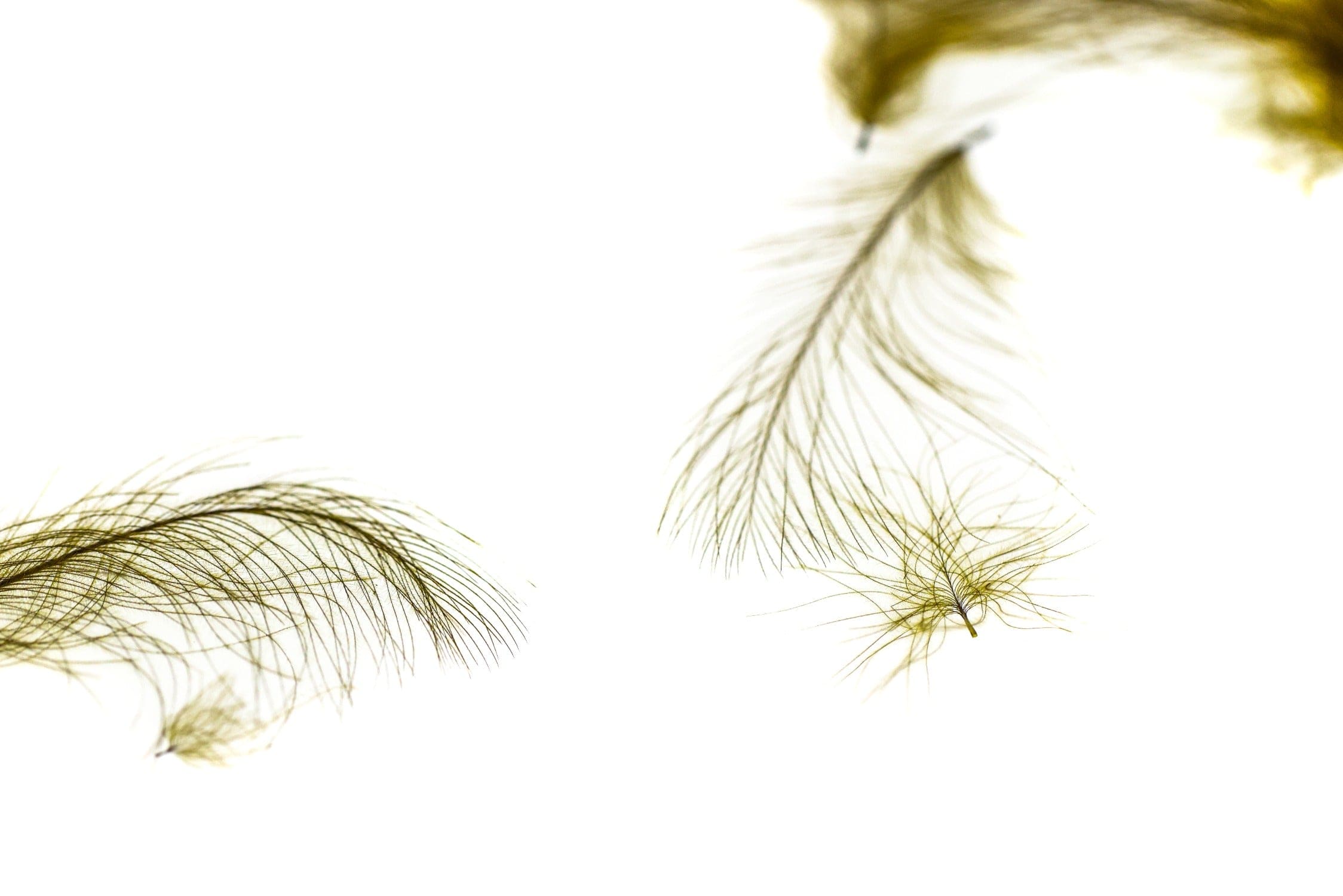 Spirit River UV2 Select CDC Feathers