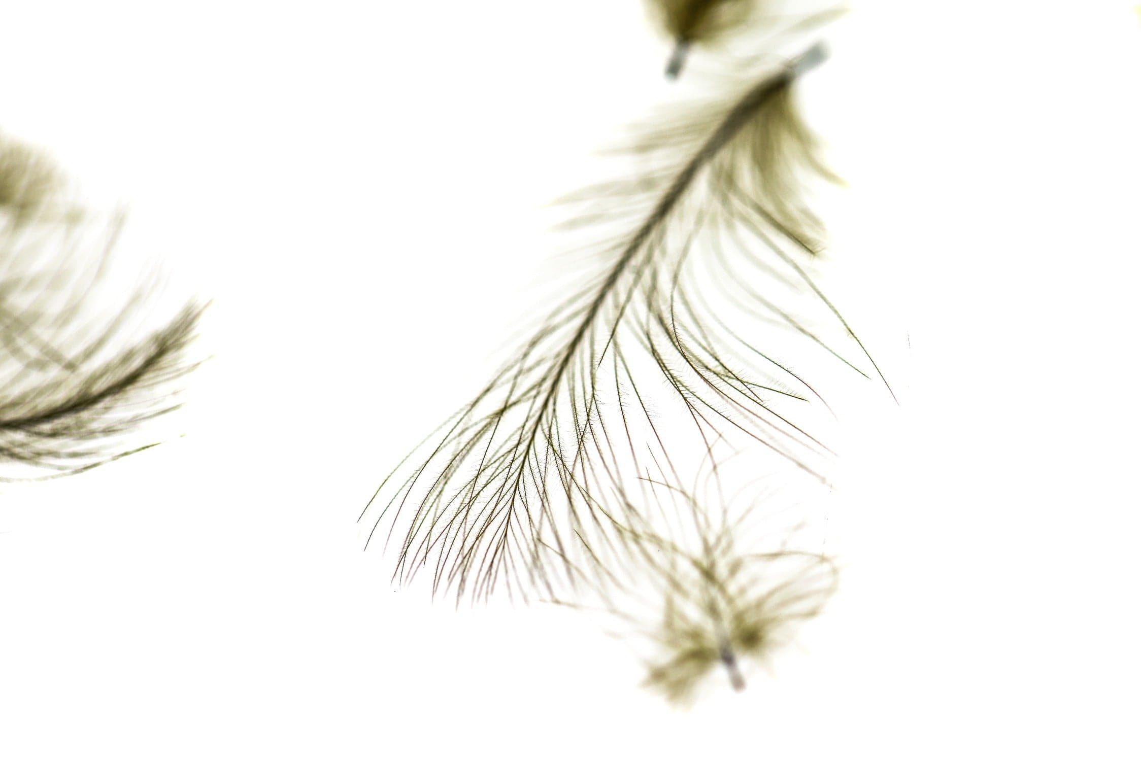Spirit River UV2 Select CDC Feathers