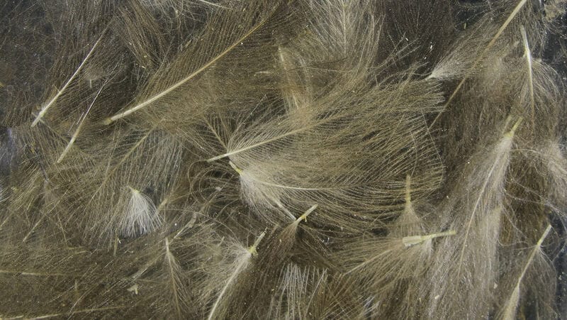 Spirit River UV2 Select CDC Feathers