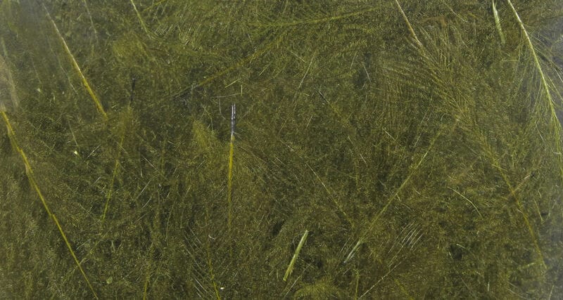 Spirit River UV2 Select CDC Feathers