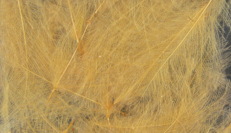 Spirit River UV2 Select CDC Feathers