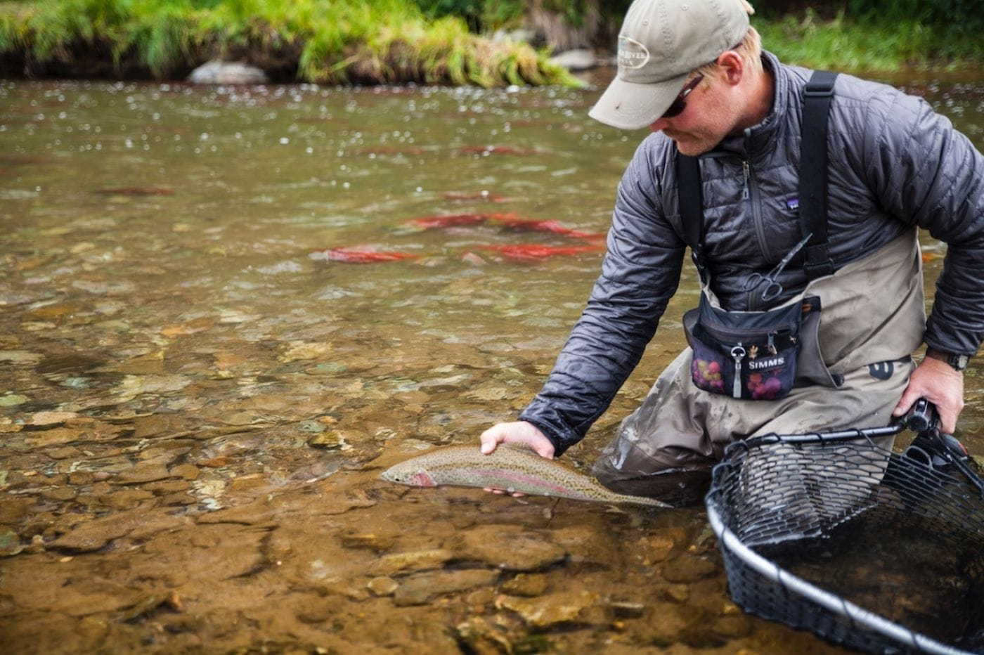 Man in gray jacket and tan waders kneels in shallow Copper River holding a rainbow trout beside a black fishing net