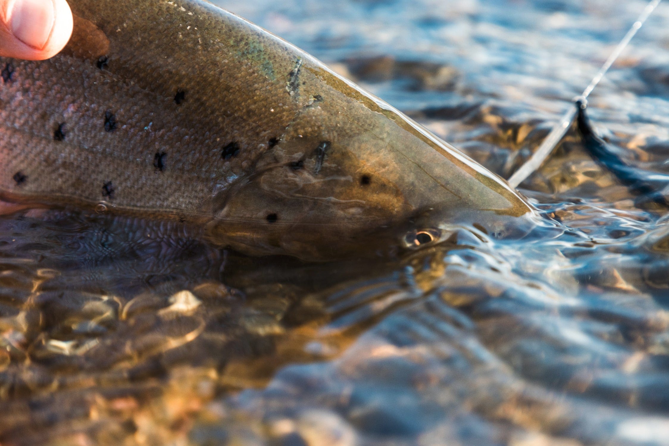 Olive-brown trout head with black spots and glossy wet scales, gently held in clear river water on a fishing trip