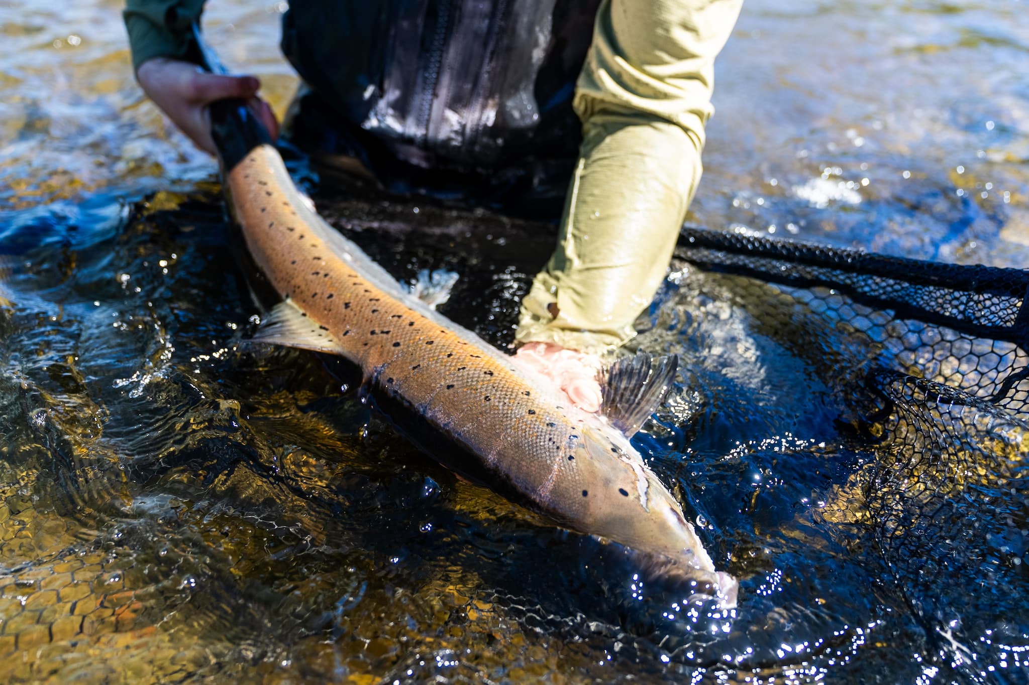Angler in green sleeve holds spotted brown salmon in clear river water over black mesh net, fishing trip