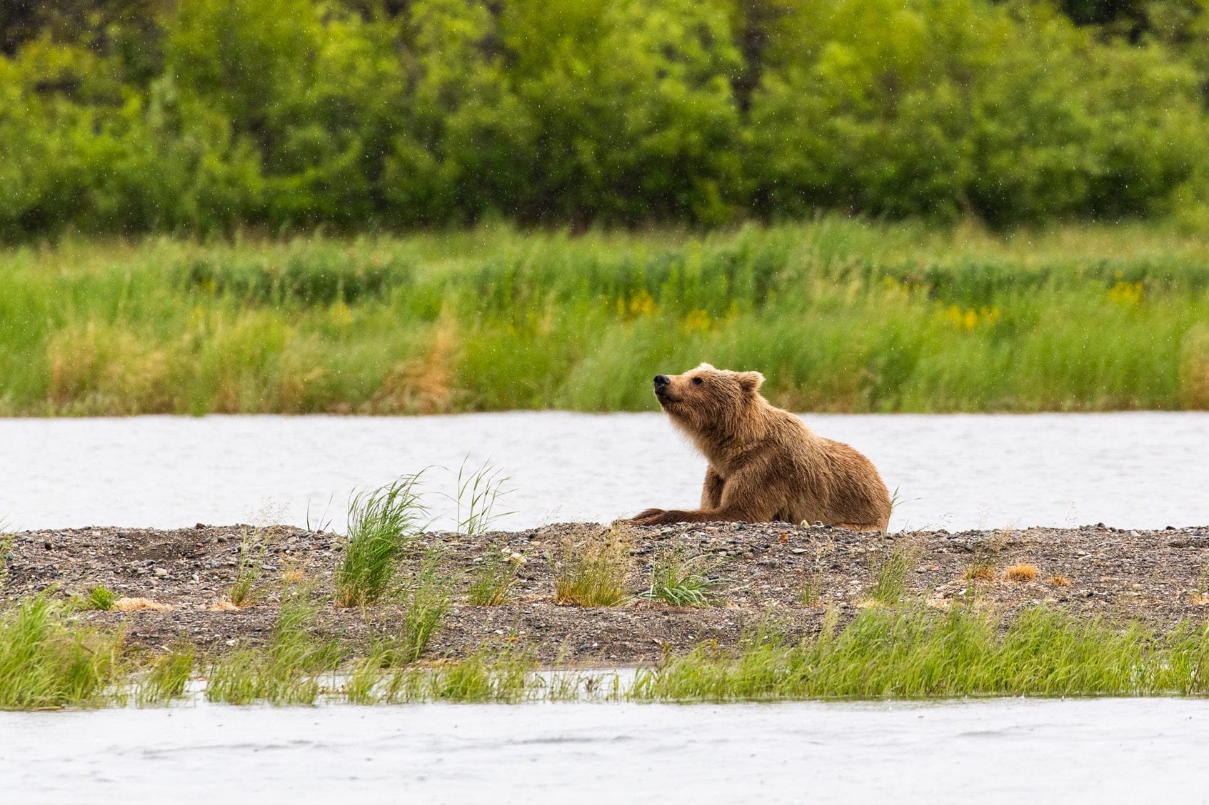 Brown bear resting on gravel riverbank in rain with green marsh grasses, Alaska outdoor scene evoking trout fly fishing