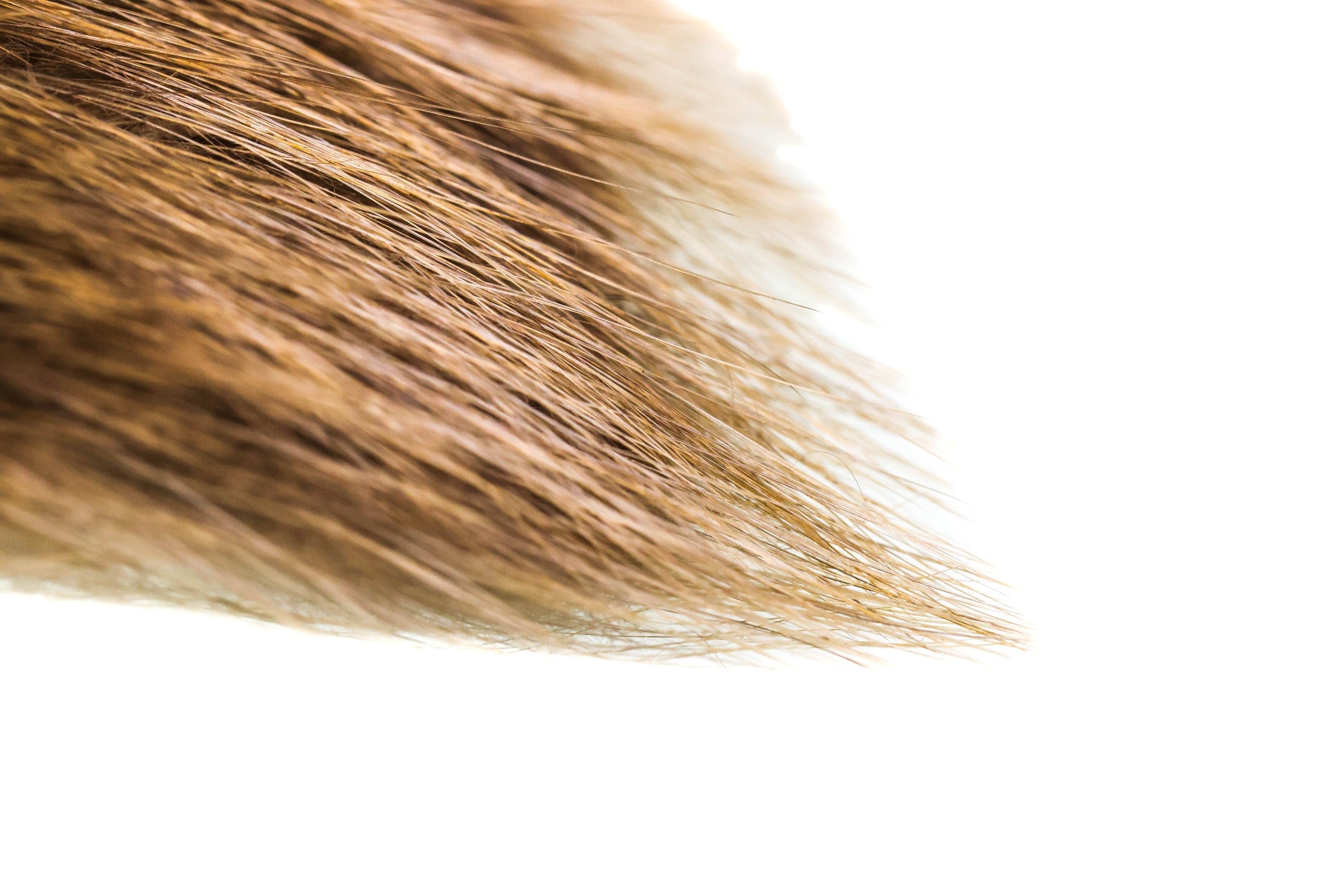 Wapsi Beaver Fur