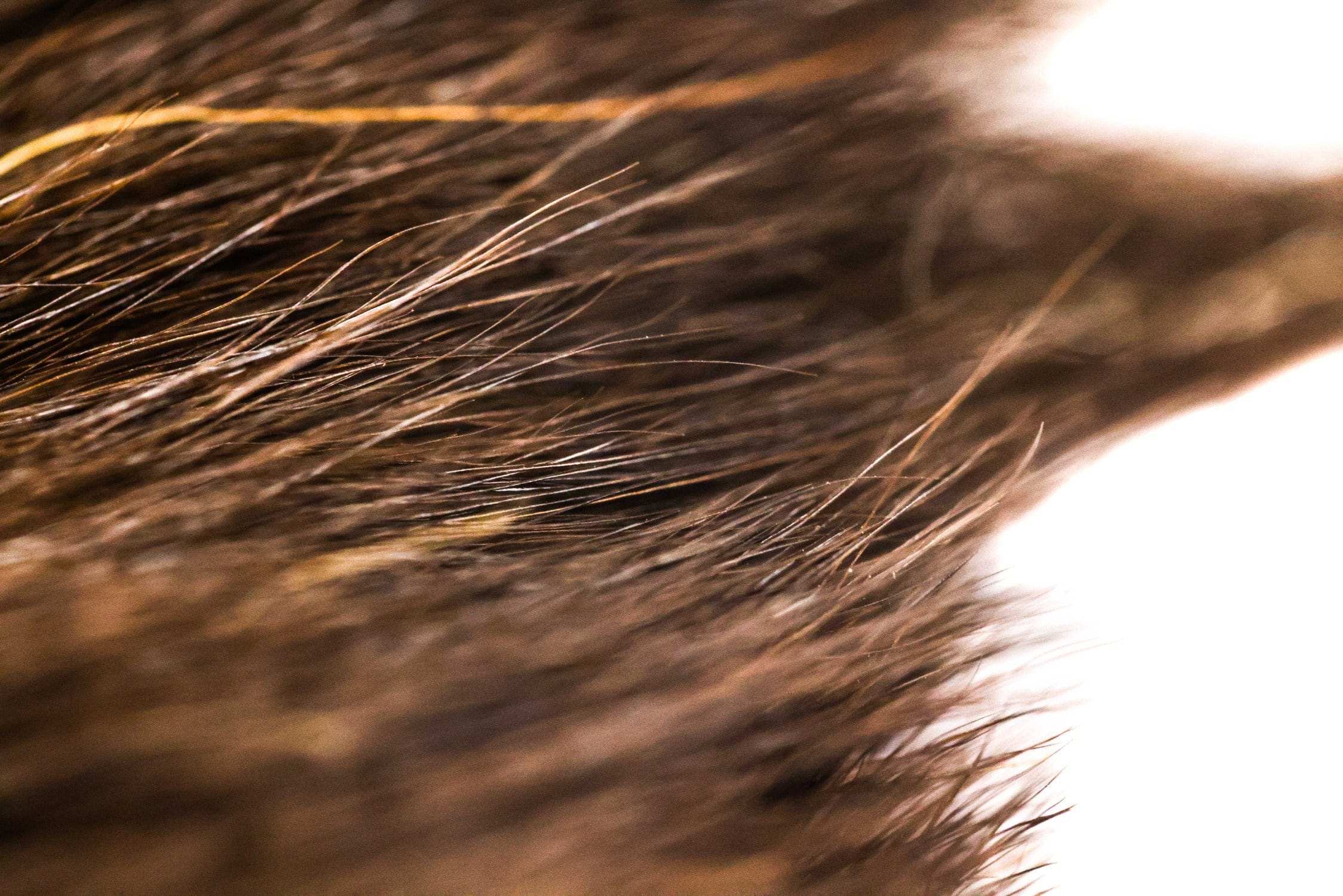Wapsi Black Bear Hair
