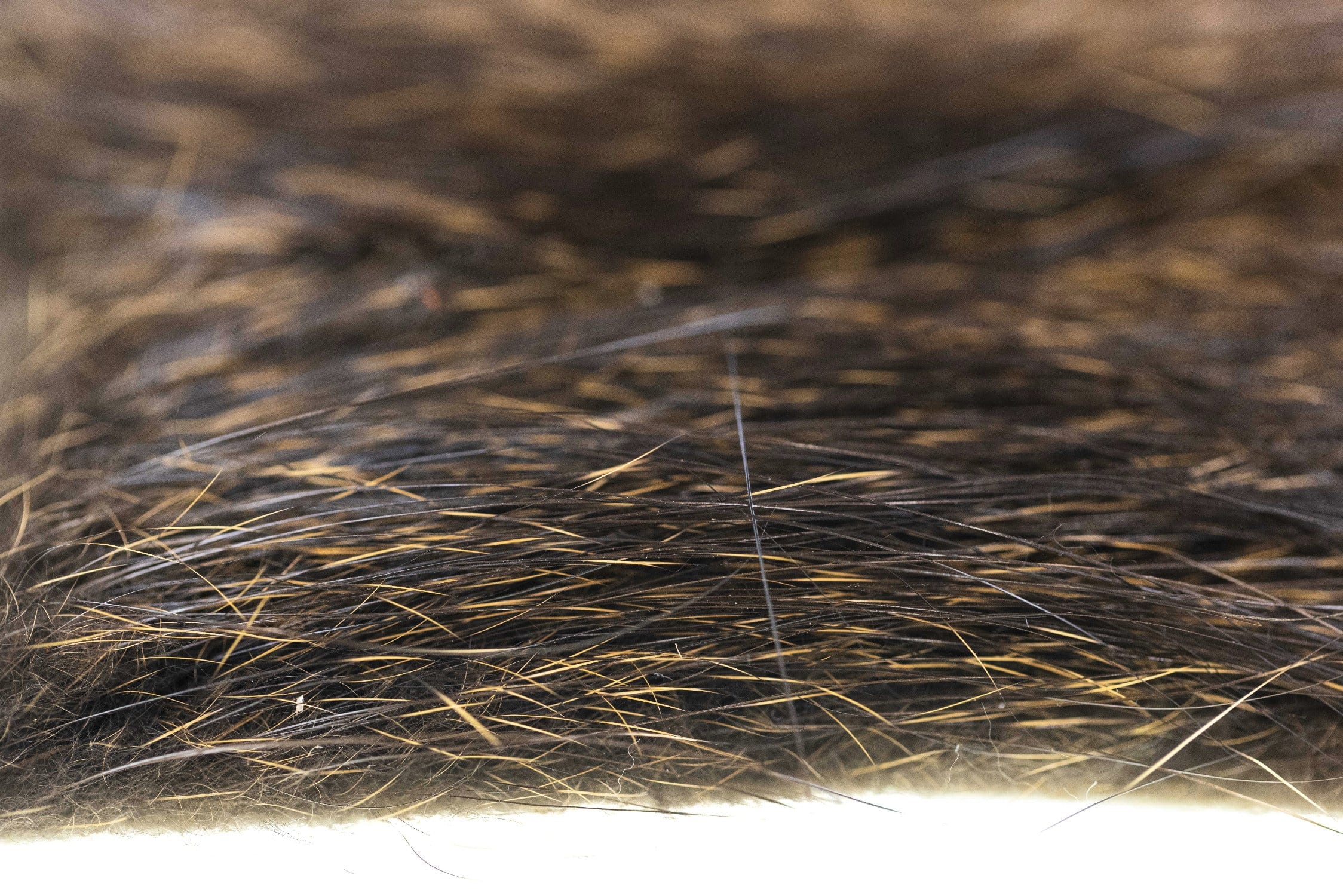 Wapsi Nutria Hair