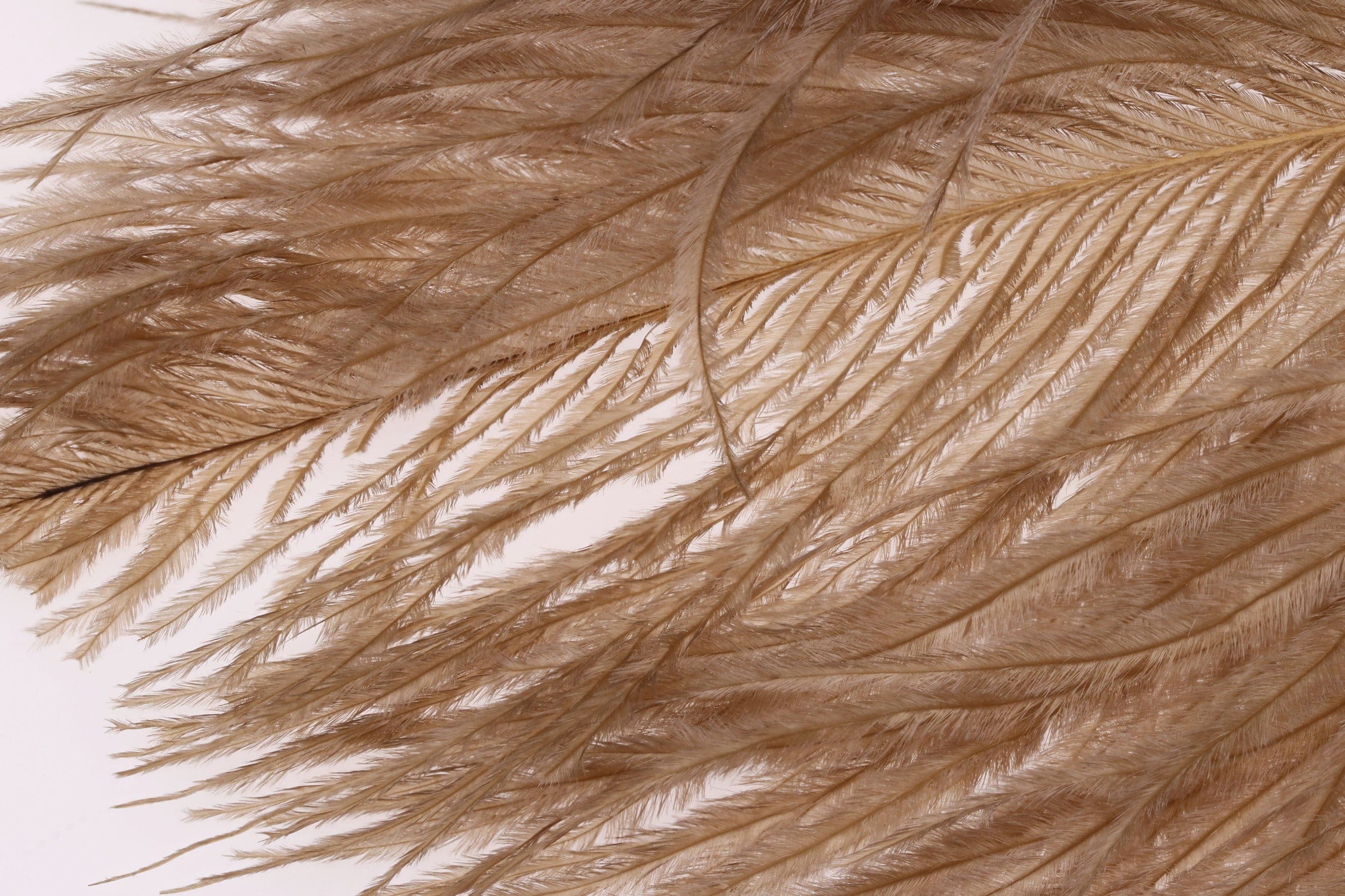 Wapsi Ostrich Plumes