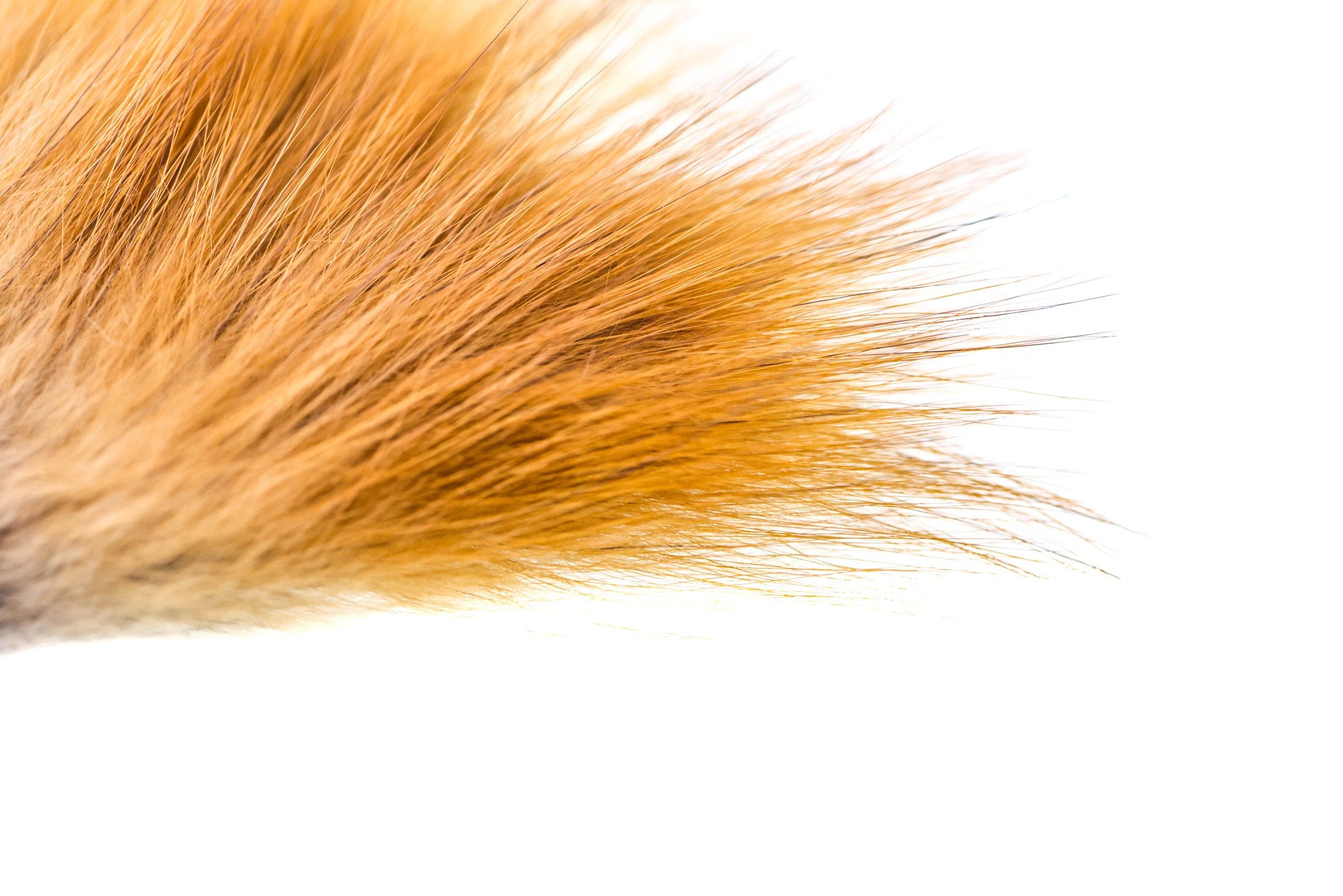 Wapsi Red Fox Hair
