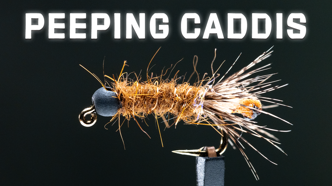 How to Tie the Peeping Caddis Nymph Fly