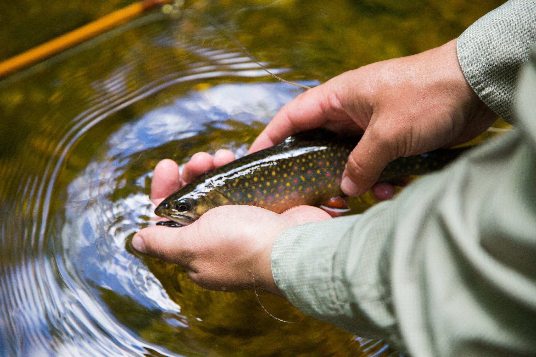 How to Choose the Best Fly Line for Small Streams