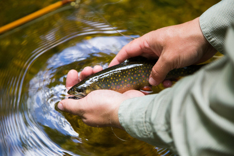 How to Choose the Best Fly Line for Small Streams