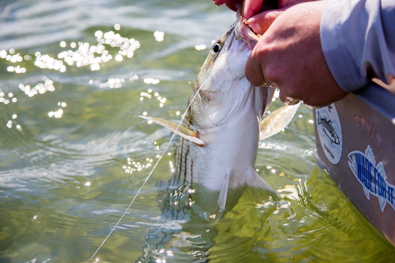 best bass fishing fly rods Orvis Clearwater Rod 9'0" our Clearwater rods cannot be beaten Fly Rod Good Bass Fishing