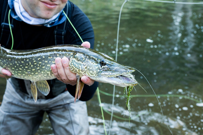 How to Choose the Best Fly Reel for Pike