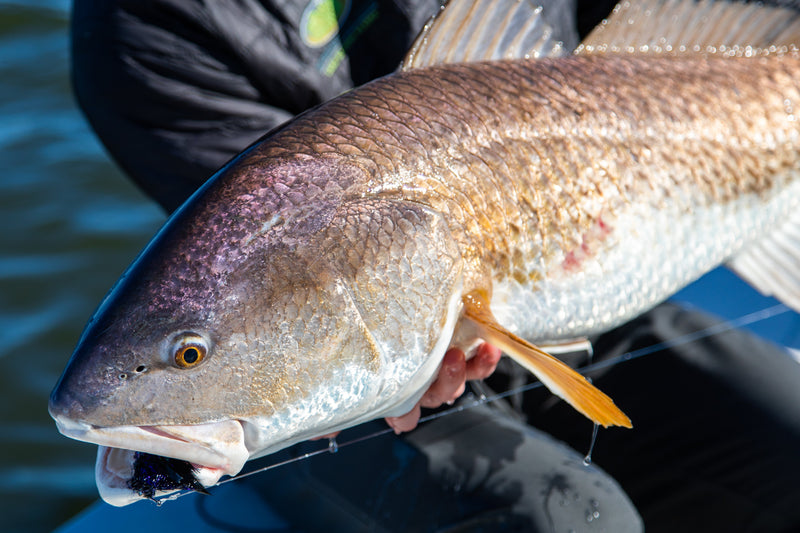 How to Choose the Best Fly Rod for Redfish