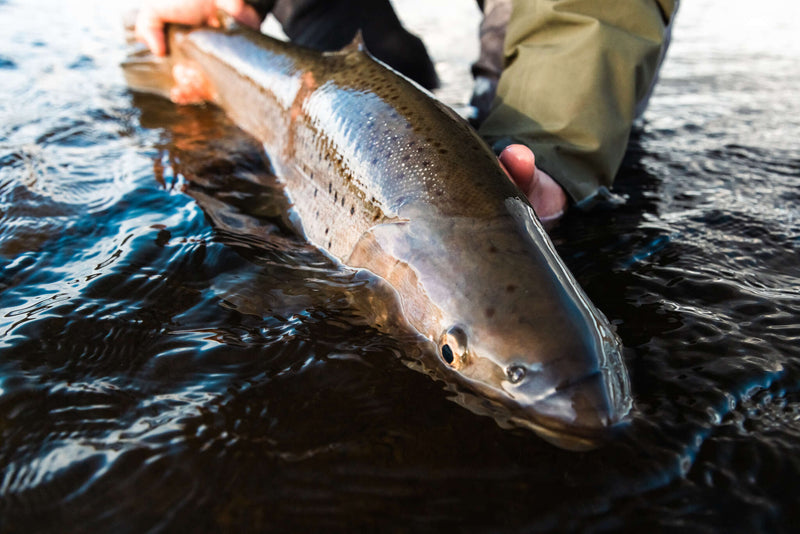 The Best Streamers For Fall Trout | Trident Fly Fishing
