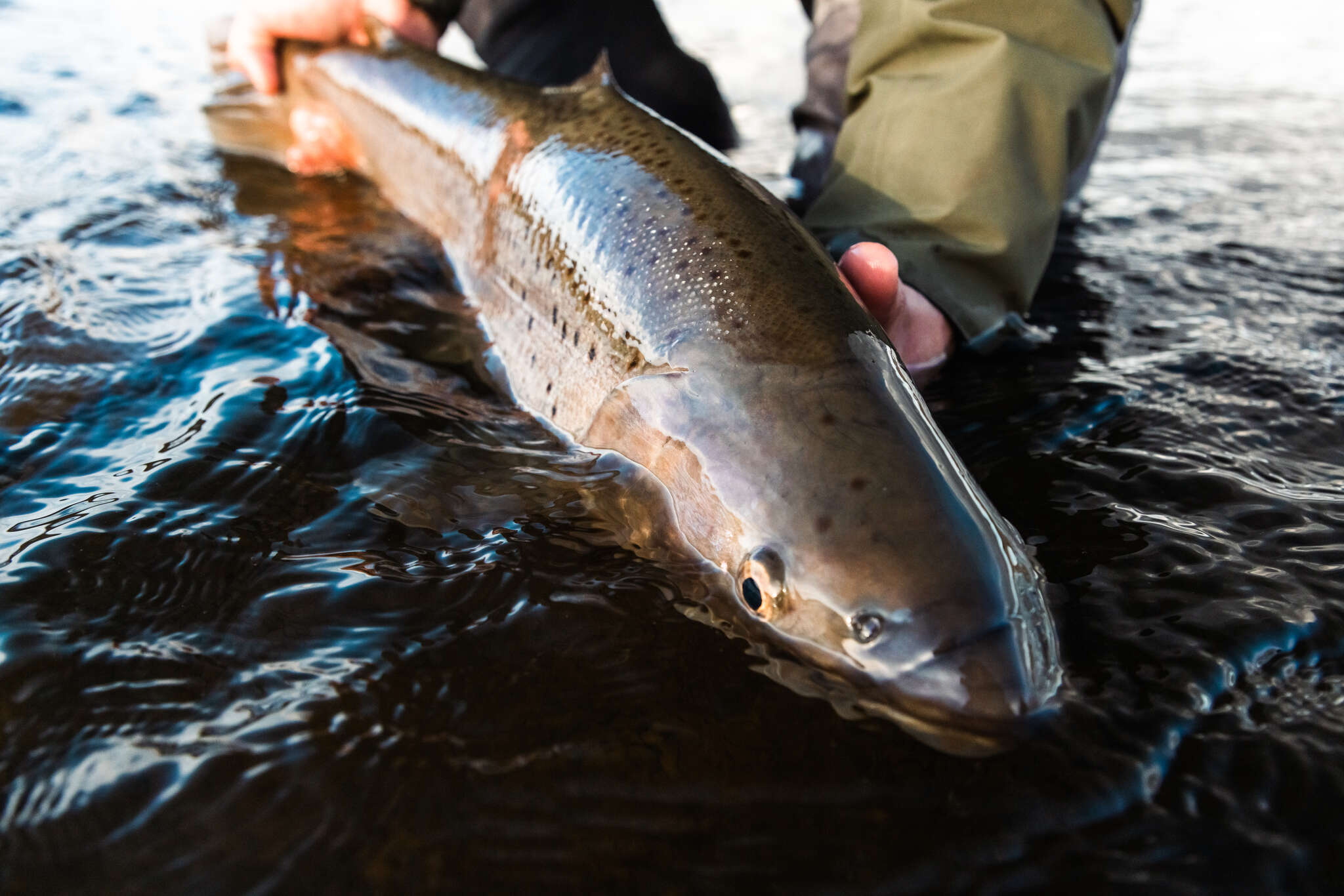 The Best Streamers For Fall Trout