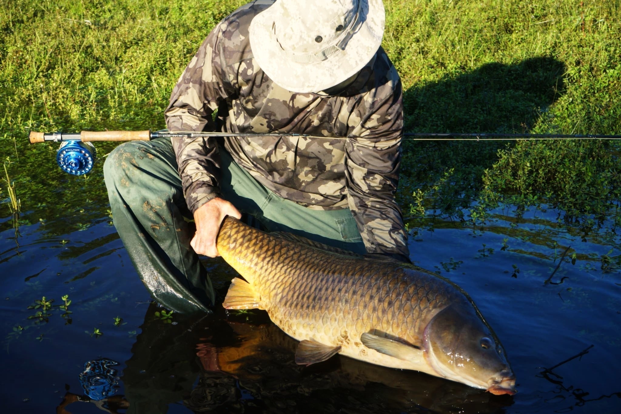 A Carp Record in Connecticut