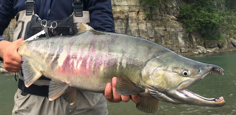 How to Choose the Best Fly Line for Pacific Salmon