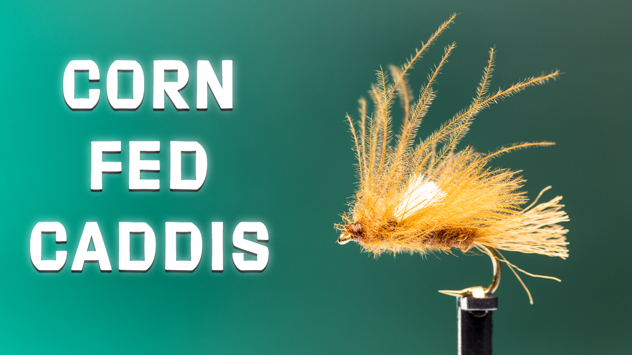 How to Tie the Corn Fed Caddis Dry Fly Pattern