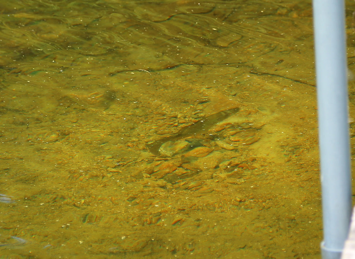 Sight Fishing for Smallmouth Bass on Beds: Spring Fly Fishing