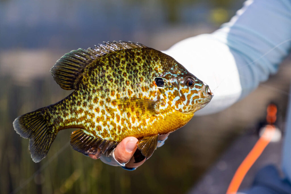 How to Choose the Best Fly Line for Panfish