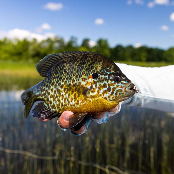 best size freshwater fishing pole panfish trout panfish CLASSIC SPINNING and fluorocarbon lines Catch More Fish Panfish Spinning