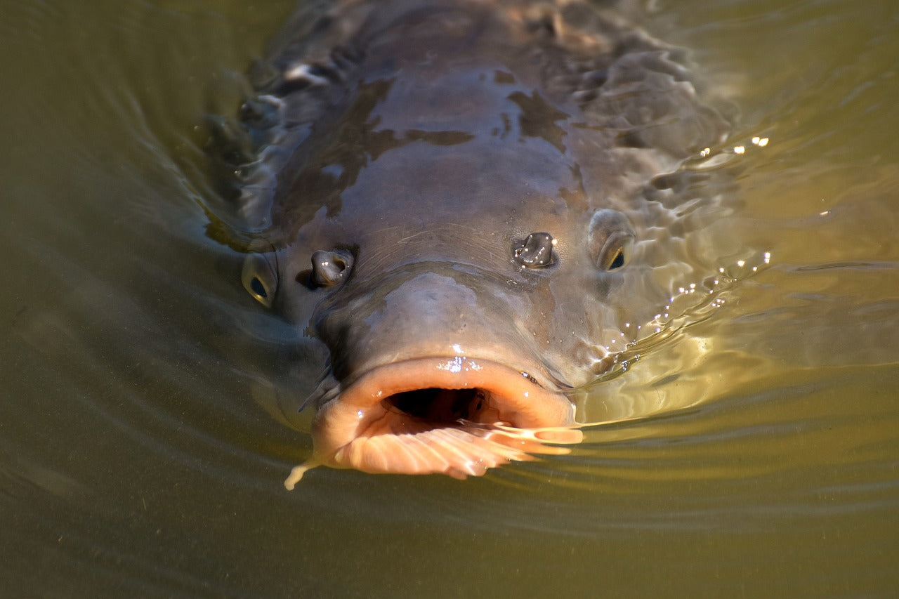 Fly Fishing for Carp: Flies, Gear, Tactics