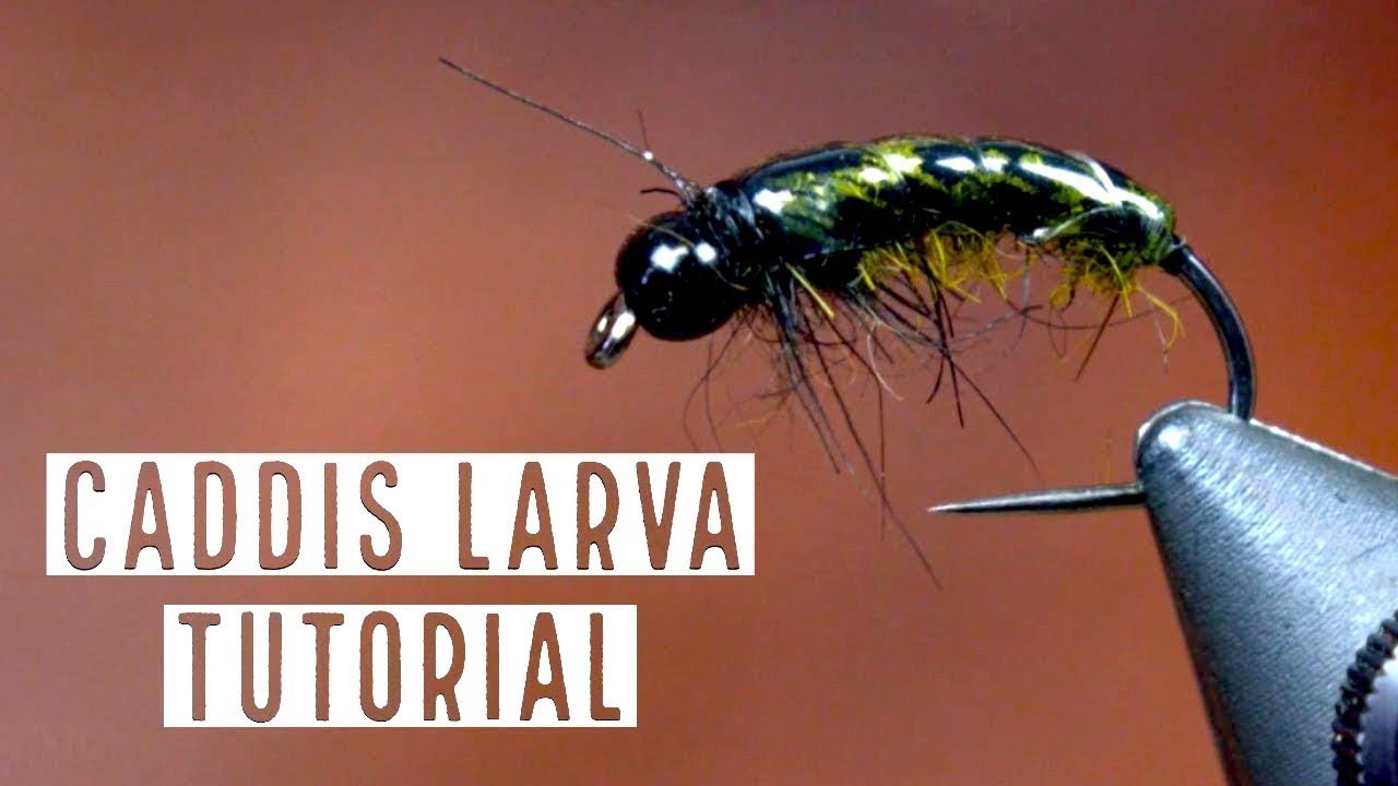 How to Tie a Caddis Larva Nymph
