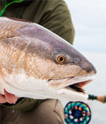 Redfish Flies
