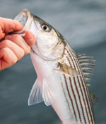 Striped Bass Flies