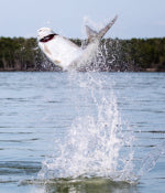 Tarpon Flies