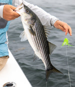 Striped Bass Fly Rods