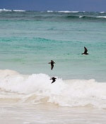 Christmas Island Travel